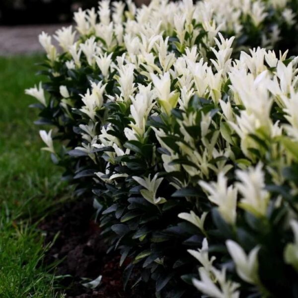 Trzmielina 'Paloma Blanca' zimozielona, karłowata