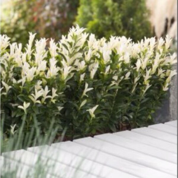 Trzmielina 'Paloma Blanca' zimozielona, karłowata