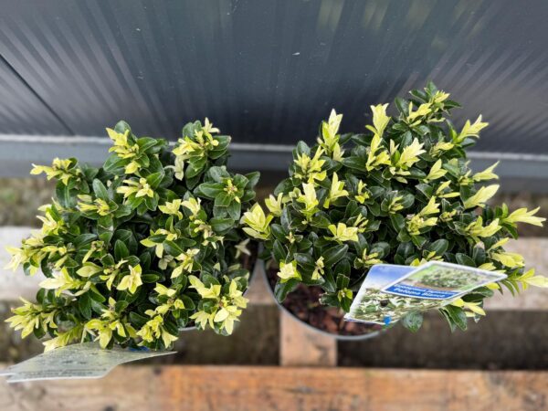 Trzmielina 'Paloma Blanca' zimozielona, karłowata