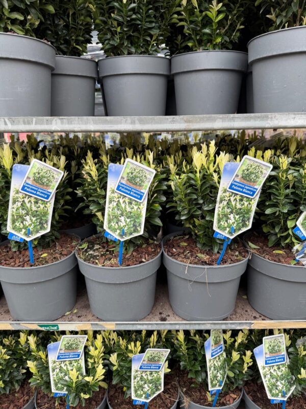 Trzmielina 'Paloma Blanca' zimozielona, karłowata