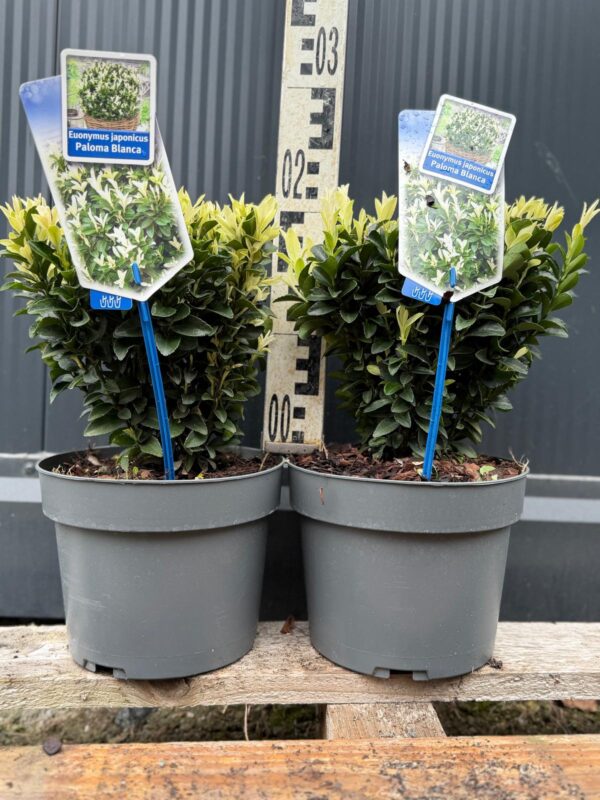 Trzmielina 'Paloma Blanca' zimozielona, karłowata