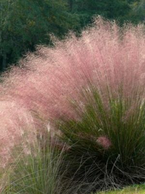 Trawa 'Muhlenbergia' włosowata, różowa mgiełka, duża sadzonka c5