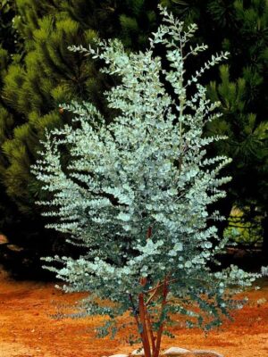 Eukaliptus 'Silverana' zimozielony, srebrzyste liście, do ogrodu, donicy c3