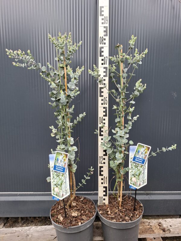 Eukaliptus 'Silverana' zimozielony, srebrzyste liście, do ogrodu, donicy c5