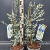 Eukaliptus 'Silverana' zimozielony, srebrzyste liście, do ogrodu, donicy c3