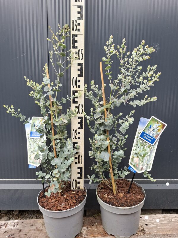 Eukaliptus 'Silverana' zimozielony, srebrzyste liście, do ogrodu, donicy c3