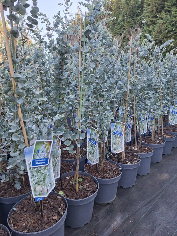 Eukaliptus 'Silverana' zimozielony, srebrzyste liście, do ogrodu, donicy c5