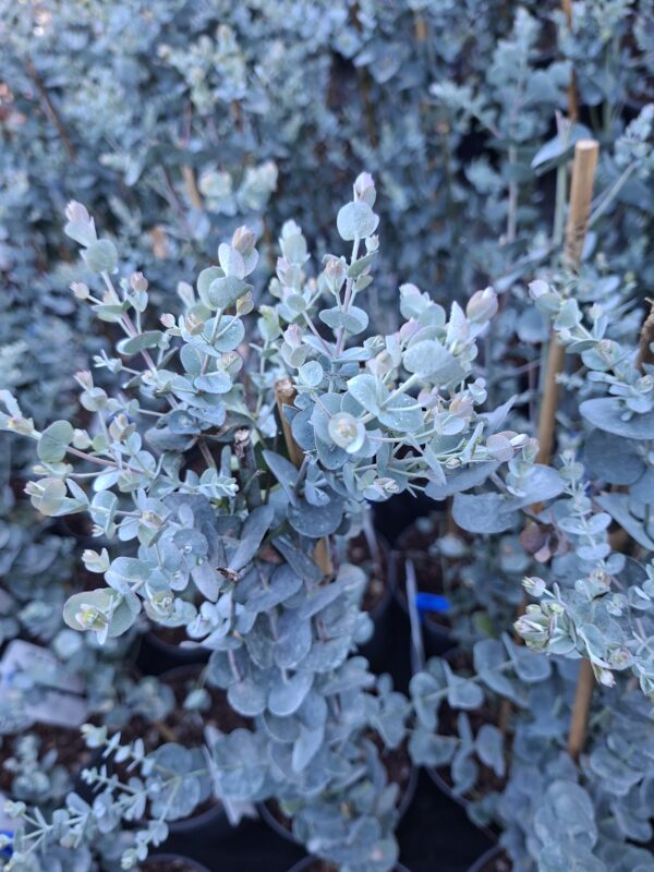 Eukaliptus 'Silverana' zimozielony, srebrzyste liście, do ogrodu, donicy c5