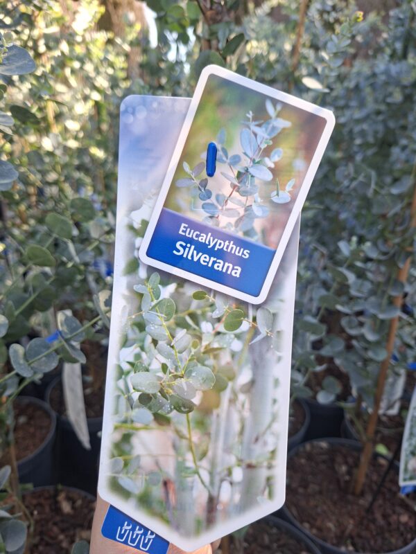 Eukaliptus 'Silverana' zimozielony, srebrzyste liście, do ogrodu, donicy c5