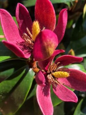 Magnolia 'Stellar Ruby' zimozielona,kolumnowy pokrój, mały ogród, donica c3