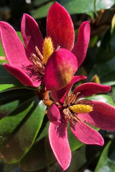 Magnolia 'Stellar Ruby' zimozielona,kolumnowy pokrój, mały ogród, donica c3