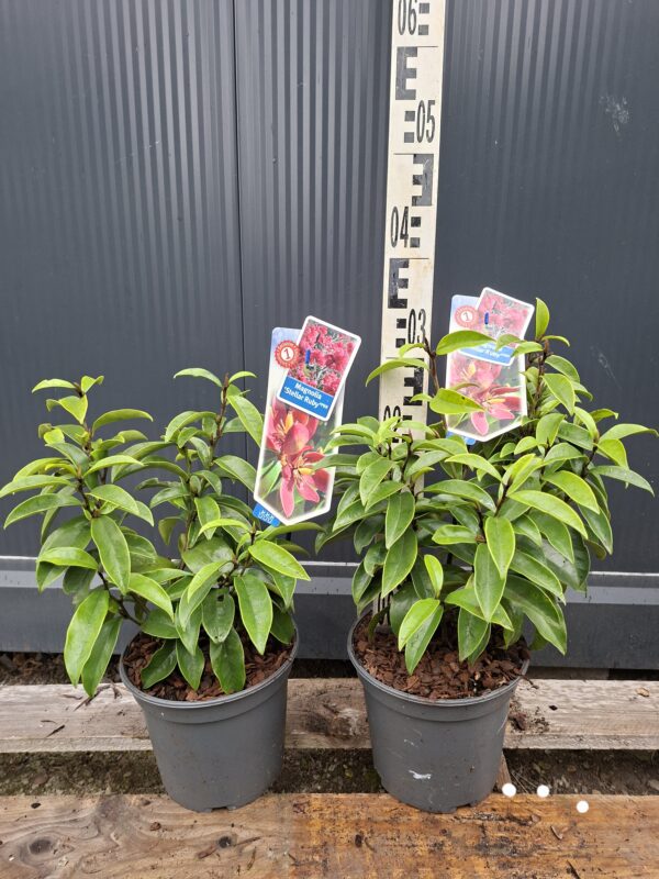 Magnolia 'Stellar Ruby' zimozielona,kolumnowy pokrój, mały ogród, donica c3