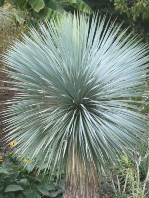 YUCCA ROSTRATA mrozoodporna XXXL, zimozielona, słońce, egzotyk, ogród, taras