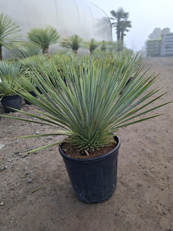 Yucca Rostrata mrozoodporna, zimozielona, słońce, egzotyk 15l