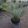 Yucca Rostrata mrozoodporna, zimozielona, słońce, egzotyk 15l