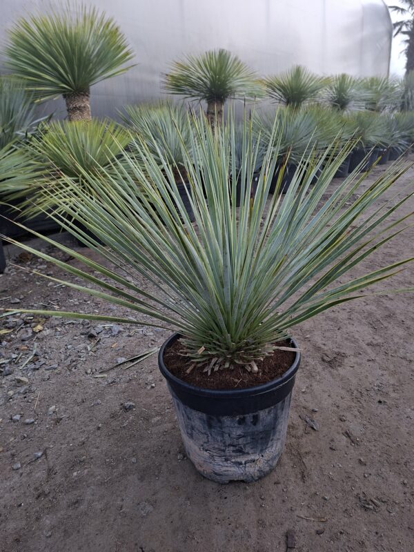Yucca Rostrata mrozoodporna, zimozielona, słońce, egzotyk 15l