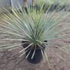 Yucca Rostrata mrozoodporna, zimozielona, słońce, egzotyk 20l