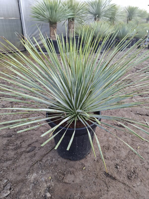 Yucca Rostrata mrozoodporna, zimozielona, słońce, egzotyk 20l