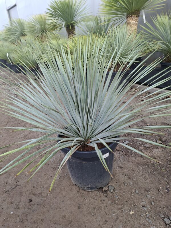 Yucca Rostrata mrozoodporna, zimozielona, słońce, egzotyk 20l