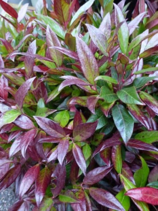 Kiścień 'Zeblid' (Leucothoe) zimozielony, karłowaty, na obwódki  c5