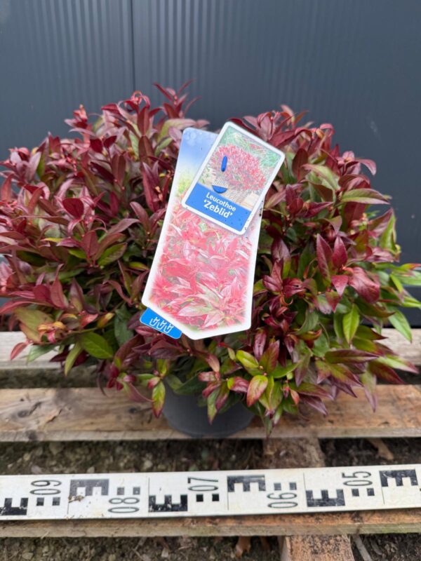 Kiścień 'Zeblid' (Leucothoe) zimozielony, karłowaty, na obwódki  c5