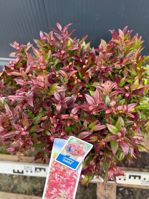 Kiścień 'Zeblid' (Leucothoe) zimozielony, karłowaty, na obwódki  c5