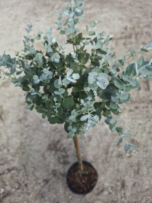 Eukaliptus Gunni, zimozielony, na pniu, donica, taras