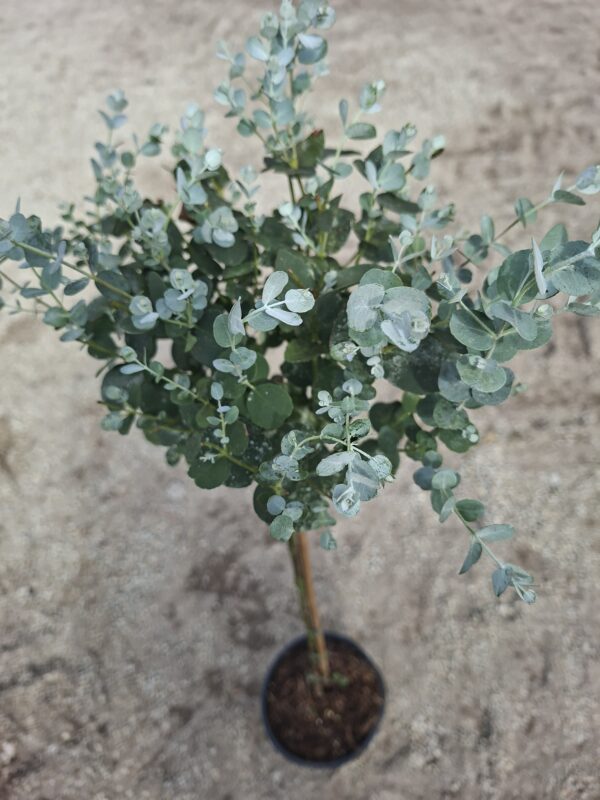 Eukaliptus Gunni, zimozielony, na pniu, donica, taras