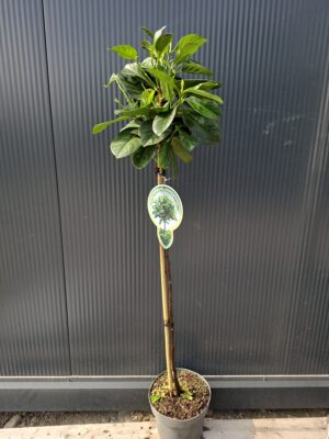 Laurowiśnia 'Etna' na pniu (80cm) zimozielona, do ogrodu, donicy