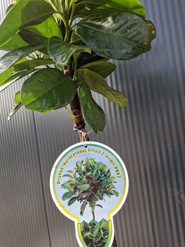 Laurowiśnia 'Etna' na pniu (120cm) zimozielona, do ogrodu, donicy