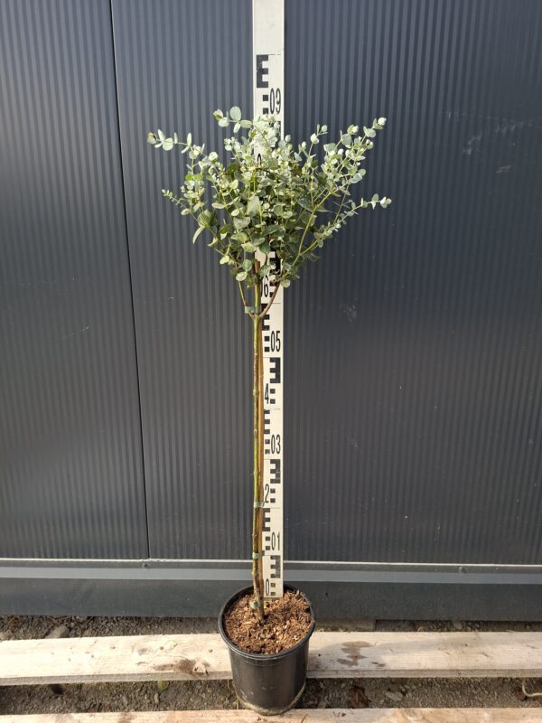 Eukaliptus Gunni, zimozielony, na pniu, donica, taras