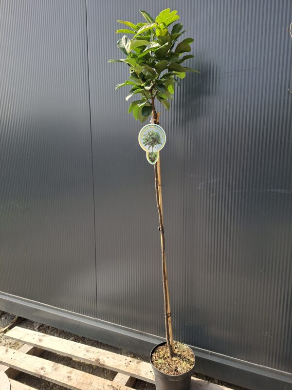 Laurowiśnia 'Etna' na pniu (120cm) zimozielona, do ogrodu, donicy