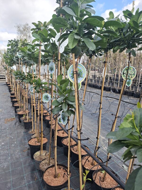 Laurowiśnia 'Etna' na pniu (120cm) zimozielona, do ogrodu, donicy