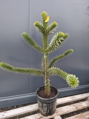 Araukaria chilijska, małpie drzewo, egzotyk 100cm