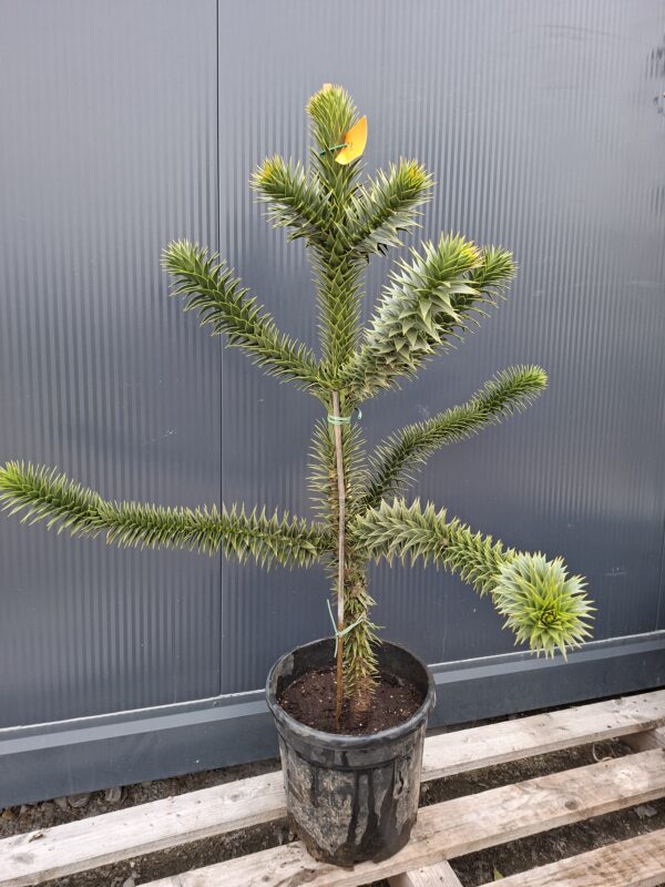 Araukaria chilijska, małpie drzewo, egzotyk 100cm