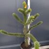 Araukaria chilijska, małpie drzewo, egzotyk 100cm