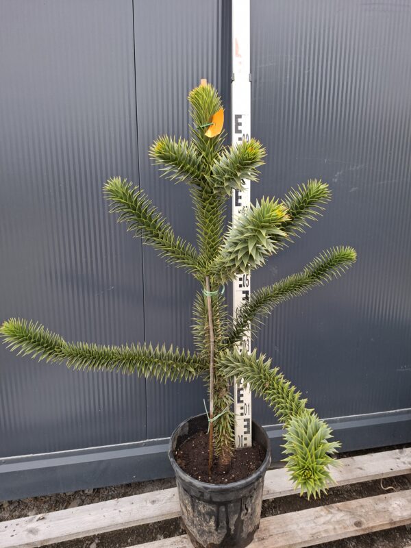 Araukaria chilijska, małpie drzewo, egzotyk 100cm