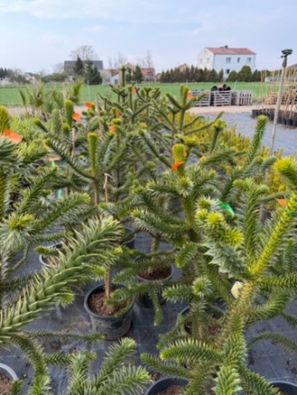 Araukaria chilijska, małpie drzewo, egzotyk 100cm