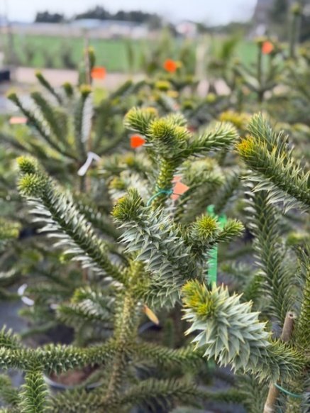 Araukaria chilijska, małpie drzewo, egzotyk 100cm