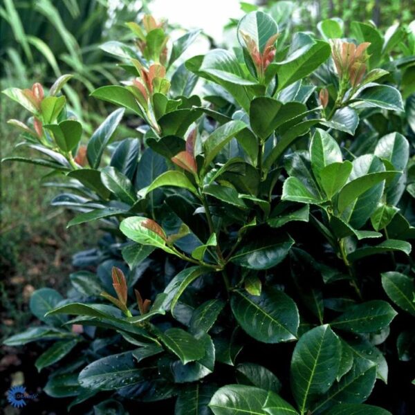 Laurowiśnia 'Etna' na pniu (120cm) zimozielona, do ogrodu, donicy