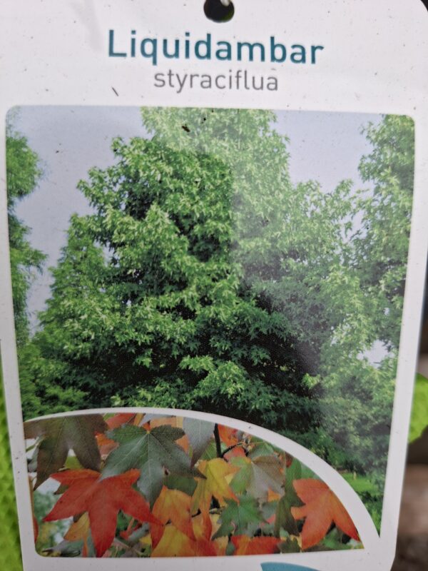 Ambrowiec amerykański styraciflua, jesienne kolory