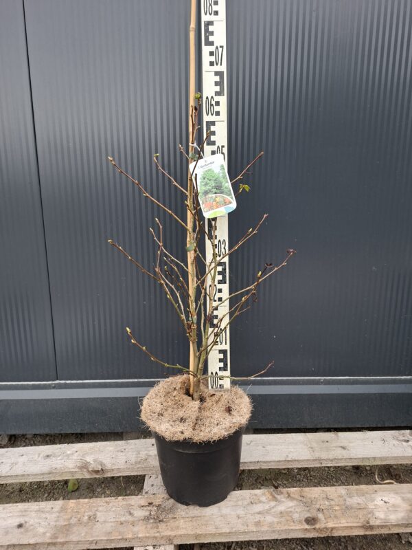 Ambrowiec amerykański styraciflua, jesienne kolory