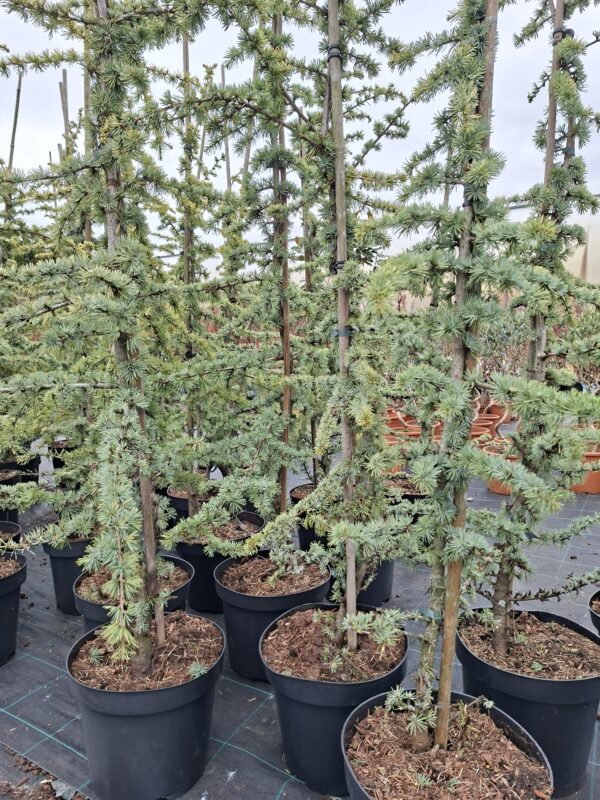 Cedr libański 'Glauca', zimozielony, 120-150cm