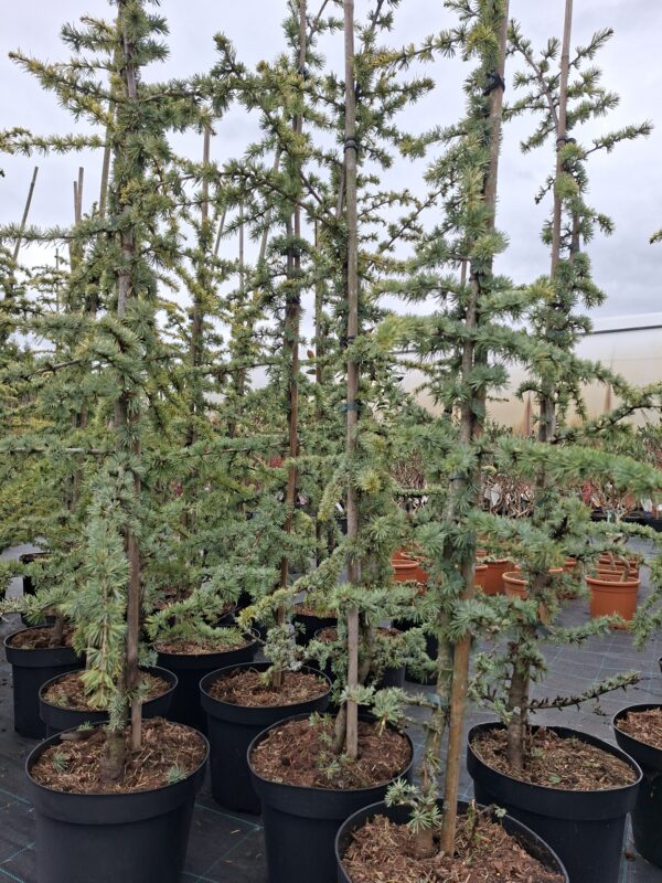 Cedr libański 'Glauca', zimozielony, 120-150cm