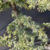 Cedr libański 'Glauca', zimozielony, 120-150cm