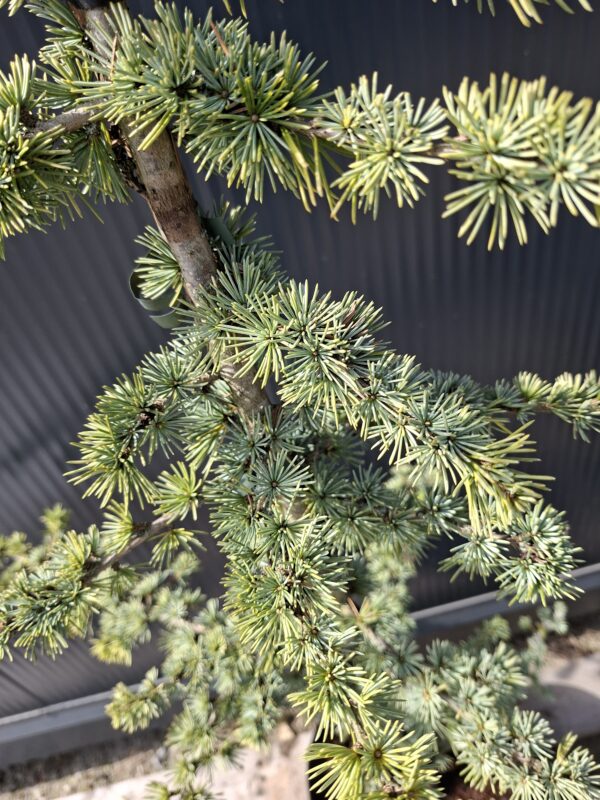 Cedr libański 'Glauca', zimozielony, 120-150cm