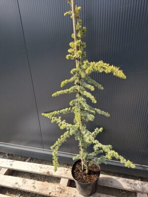 Cedr libański 'Glauca', zimozielony, 120-150cm