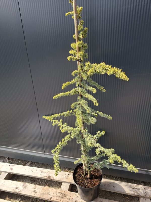 Cedr libański 'Glauca', zimozielony, 120-150cm