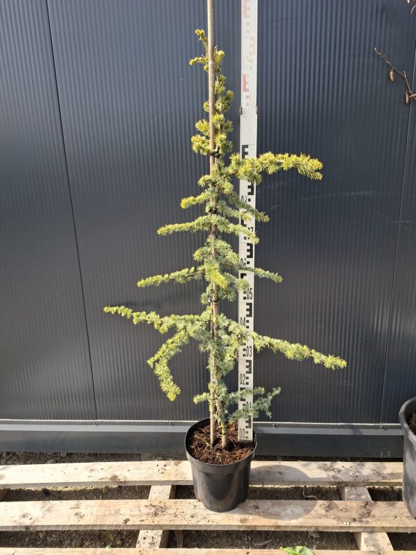 Cedr libański 'Glauca', zimozielony, 120-150cm
