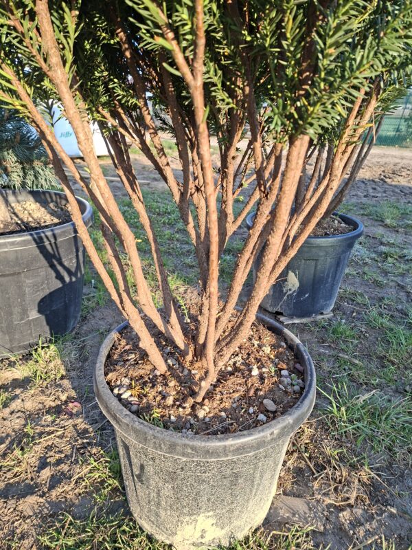 Cis 'Hillii' duży okaz, soliter, zimozielony 140-150cm, formowany